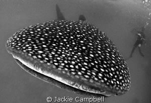 Black and white spots.....
Canon S90 with Inon fisheye l... by Jackie Campbell 